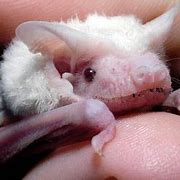 Image result for Albino Vampire Bat