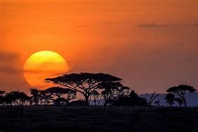 Image result for serengeti