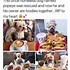 Image result for Googie Dog Meme