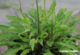 Image result for Hosta Quill