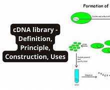 Image result for Subtractive cDNA Library Construction