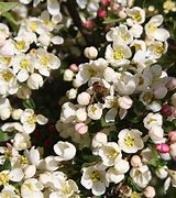 Image result for White Crabapple Tree