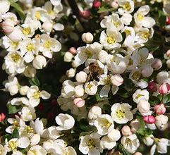 Image result for Small Crab Apple Tree