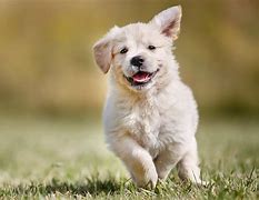 Image result for Dog iPhone HD Wallpapers