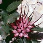 Image result for Physoplexis comosa