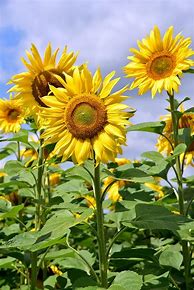 Image result for Gambar Sunflower