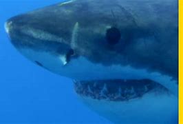 Image result for Great White Shark National Geographic DVDs