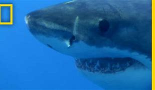 Image result for Great White Shark National Geographic DVDs