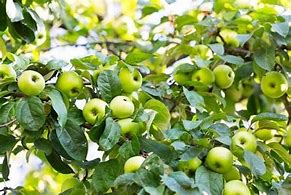 Image result for lodi apples trees seedlings
