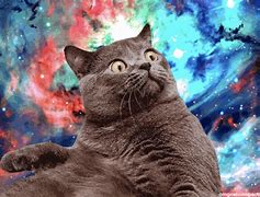 Image result for Galaxy Brain Cat Meme