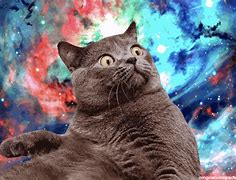 Image result for Cat Universe Meme