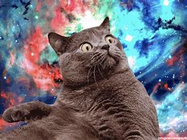 Image result for Cat in Space Mem