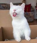 Image result for Cute White Cat Meme