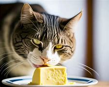 Image result for Cat Eating Butter