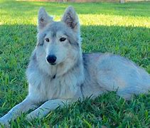 Image result for Grey Wolf Alaskan Malamute Mix