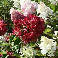 Image result for HYDRANGEA PAN. DIAMANT ROUGE