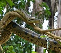 Image result for Amazon Rainforest Animals Anaconda