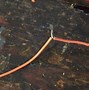 Image result for Torn Wire