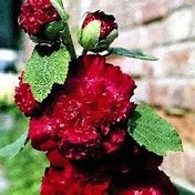 Alcea rosea majorette scarlet に対する画像結果