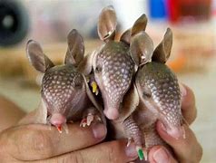 Image result for Armadillo Goofy