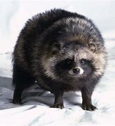 Image result for Angry Raccoon Dog