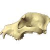 Image result for Dog Skull Front