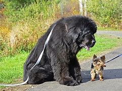 Image result for The Biggest Dog in the Word