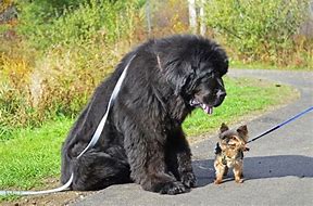 Image result for 10 Biggest Dogs