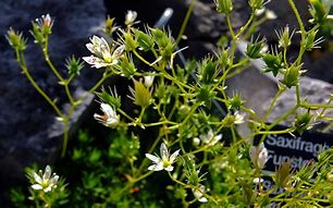 Image result for Saxifraga bronchialis