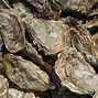 Image result for Oyster Clam Shell