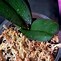 Image result for Sphagnum Moss for Orchids