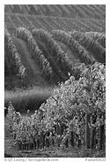 Image result for California Grapes