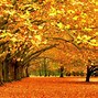 Image result for iPad Pro Autumn Wallpaper