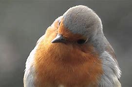 Image result for Robin Chirp
