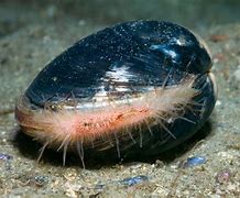 Image result for Ming Clam Death