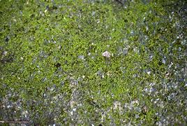 Image result for Rocky Moss Ground