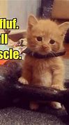 Image result for Muscle Cat Meme Cat Biscuits