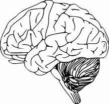 Image result for Human Brain Clip Art Practice