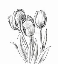 Image result for Tulip Sketch