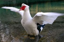 Image result for duck