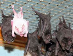 Image result for Albino Bat Toy