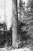 Image result for Largest World Biggest Tree