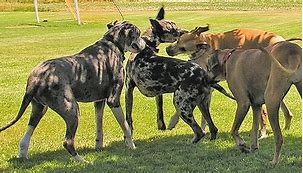 Image result for Great Dane Zoo