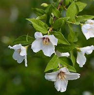 Philadelphus Belle Etoile に対する画像結果