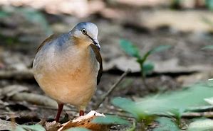 Image result for Leptotila Columbidae