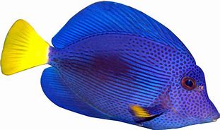 Image result for Coral Fish Clip Art
