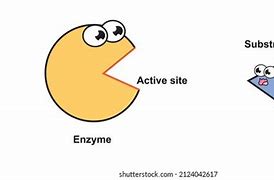 Image result for Enzyme Illustration