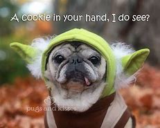 Image result for Star Wars Pug Memes