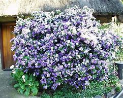 Image result for Brunfelsia