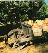 Image result for Apple Hill Camino